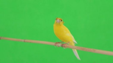 Kanarya kuşu yeşil bir ekran üzerinde bir dal boyunca hareket eder.