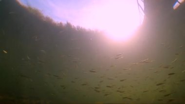 Sonbahar küçük balıkları su altında yüzer. Balıkların sualtı dünyası