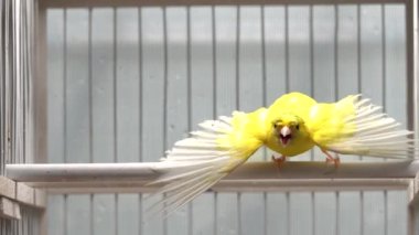 Kanarya ayrı ayrı kanatlarını açar ve rakibine saldırır.