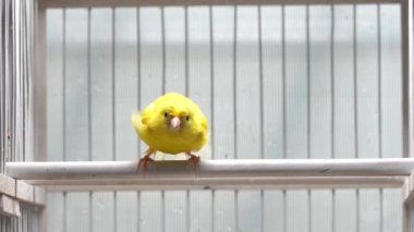 Kanarya ayrı ayrı kanatlarını açar ve rakibine saldırır.