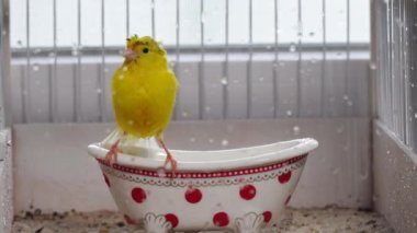 Kafes banyosunda kanarya banyosu