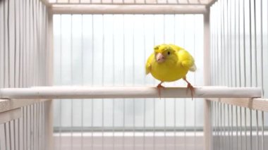 Kanarya ayrı ayrı kanatlarını açar ve rakibine saldırır.