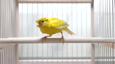 Kanarya ayrı ayrı kanatlarını açar ve rakibine saldırır.