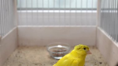 Kanarya bir kafeste tahıl gagalar