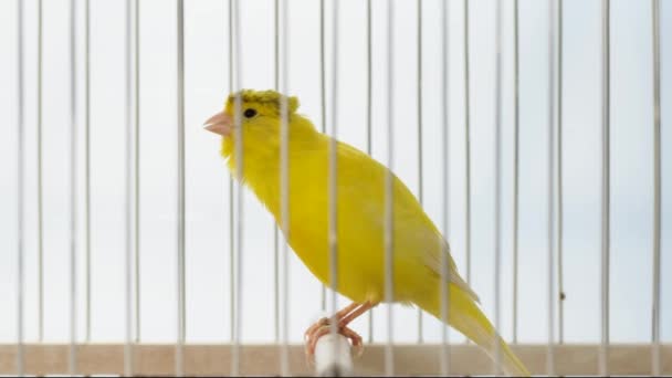 金丝雀在整个视频中歌唱它的歌曲 — 图库视频影像