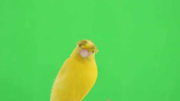 Portrait Canari Crête Sur Écran Vert — Video