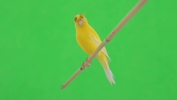 Uccello Canarino Muove Lungo Ramo Uno Schermo Verde — Video Stock