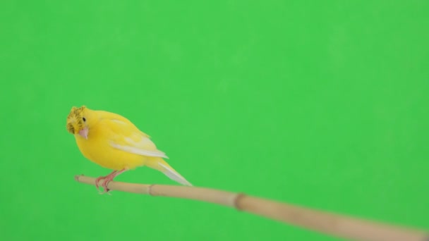 Canari Déplace Long Une Branche Sur Écran Vert — Video