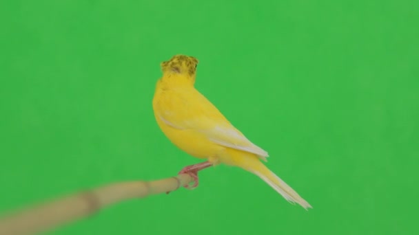 Kanariefågel Rör Sig Längs Gren Grön Skärm — Stockvideo
