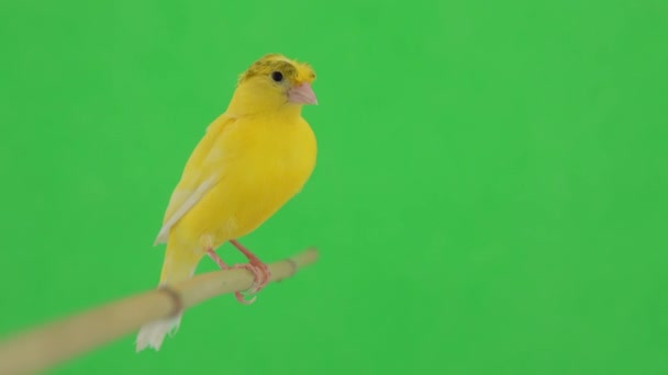 Burung Kenari Bergerak Sepanjang Cabang Pada Layar Hijau — Stok Video