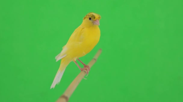 Canary Bird Moves Branch Green Screen — Stock Video