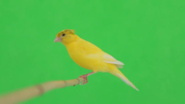 Kanarek Ptak Porusza Się Wzdłuż Gałęzi Zielonym Ekranie — Wideo stockowe