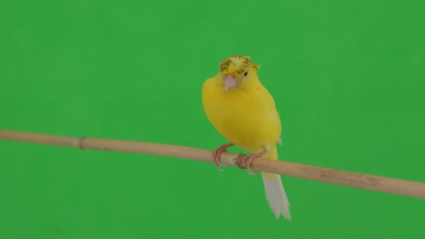 Καναρίνι Πουλί Κινείται Κατά Μήκος Ενός Υποκαταστήματος Μια Πράσινη Οθόνη — Αρχείο Βίντεο