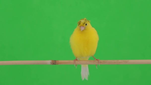 Canary Bird Moves Branch Green Screen — Stock Video