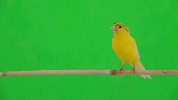 Kanarie Vogel Beweegt Langs Een Tak Een Groen Scherm — Stockvideo