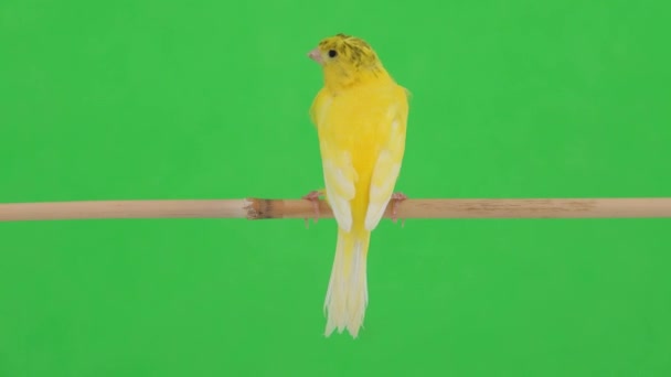 Pássaro Canário Senta Ramo Tela Verde — Vídeo de Stock