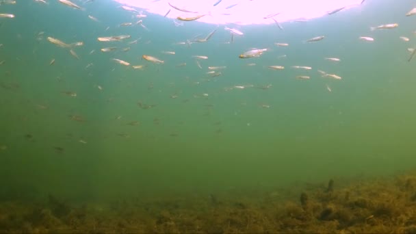 秋の小魚が水中で泳ぐ 水中魚界 — ストック動画