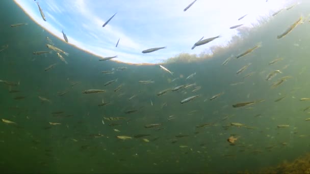 Peixinho Outono Nada Debaixo Água Mundo Subaquático Peixes — Vídeo de Stock