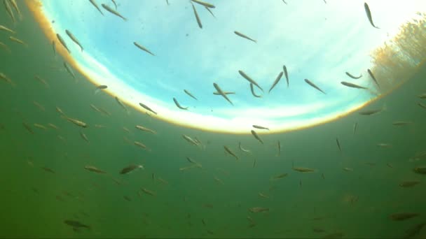 Los Peces Pequeños Otoño Nadan Bajo Agua Mundo Submarino Los — Vídeos de Stock