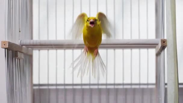 Burung Kenari Mengepakkan Sayapnya Dalam Gerakan Lambat — Stok Video