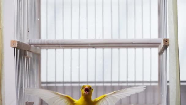 Kanariefåglar Som Flaxar Med Vingarna Slow Motion — Stockvideo