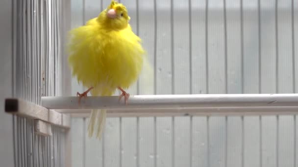 Kanarienvogel Putzt Seine Federn Käfigen — Stockvideo