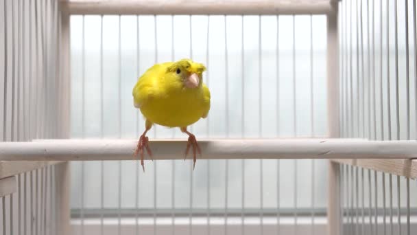 Kanarienvogel Öffnet Separat Seine Flügel Und Attackiert Den Gegner — Stockvideo
