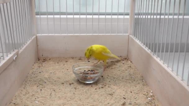 Canari Picore Grain Dans Une Cage — Video