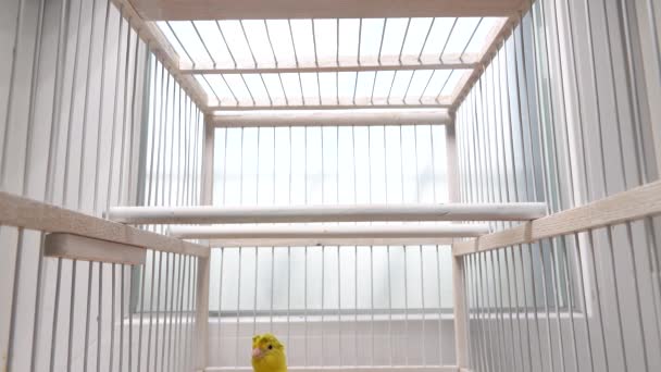 活跃的金丝雀在笼中快速移动 — 图库视频影像