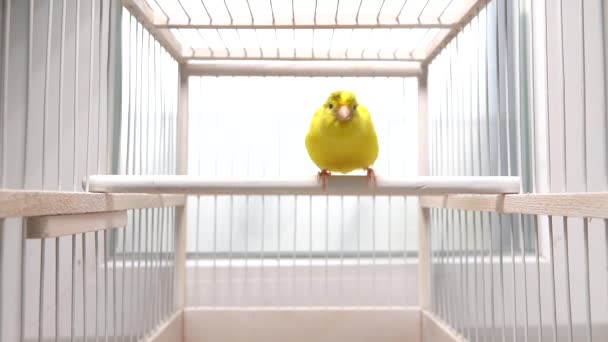 Aktiv Kanariefågel Rör Sig Snabbt Runt Buren — Stockvideo