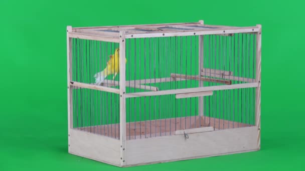 Canari Dans Une Cage Sur Écran Vert — Video