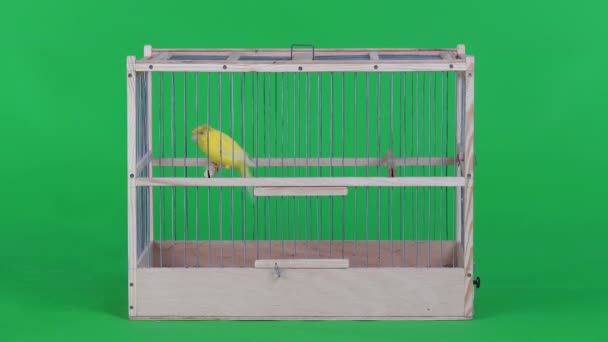 绿色屏幕上笼子里的金丝雀 — 图库视频影像