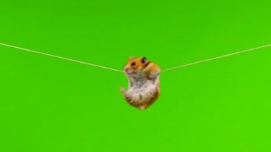 Suriyeli hamster ipe atladı, ipe tutundu ve düştü. yeşil ekran, stüdyo