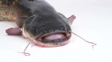 Nehir yayın balığı portresi, beyaz ekranda hareket ediyor. stüdyo