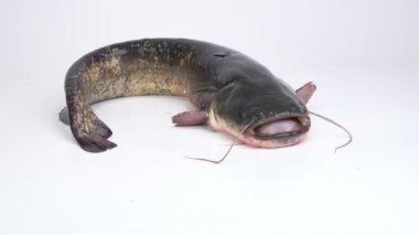 7 kg ağırlığında canlı yayın balığı beyaz ekranda ağzını açar. stüdyo