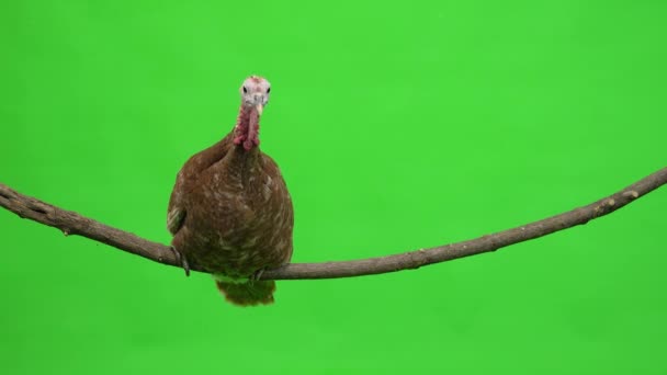Female Turkey Sitting Tree Branch Green Screen Studio — Stock Video