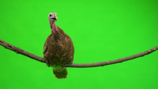 Female Turkey Sitting Tree Branch Green Screen Studio — Stock Video