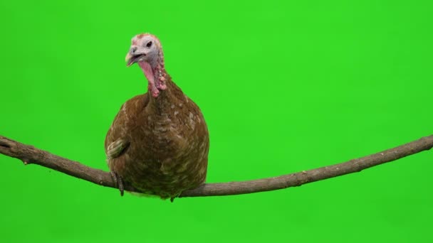 Female Turkey Sitting Tree Branch Green Screen Studio — Stock Video