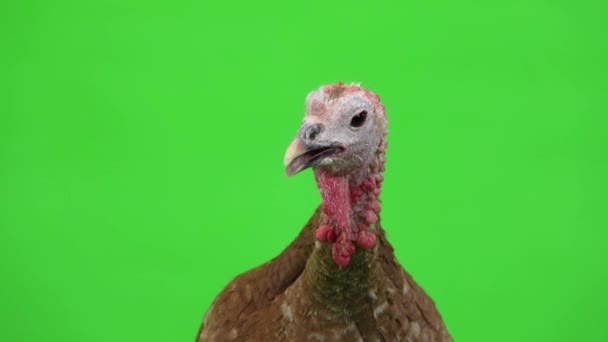 Female Turkey Portrait Green Screen Studio — Stock Video