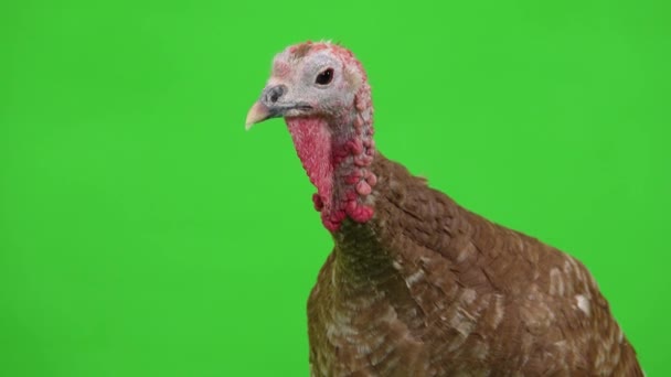 Female Turkey Portrait Green Screen Studio — Stock Video