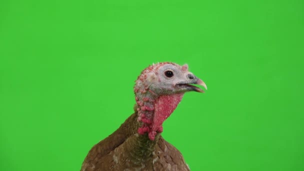 绿色屏幕上的女性火鸡肖像 工作室 — 图库视频影像