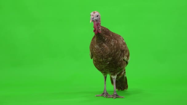 雌性火鸡站在绿色的屏幕上 工作室 — 图库视频影像