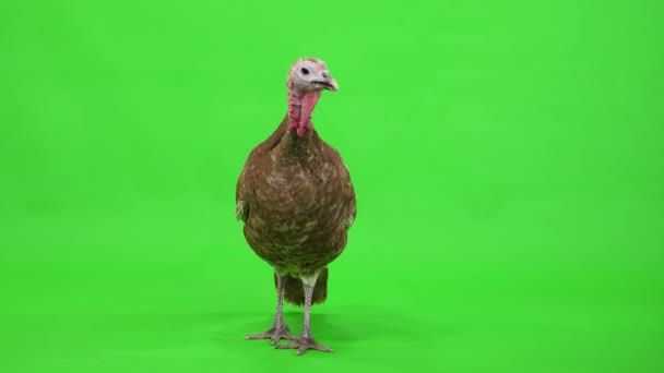 Female Turkey Stands Green Screen Studio — Stock Video