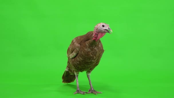 Female Turkey Stands Green Screen Studio — Stock Video