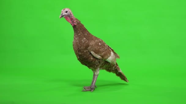 Female Turkey Stands Profile Green Screen Studio — Stock Video