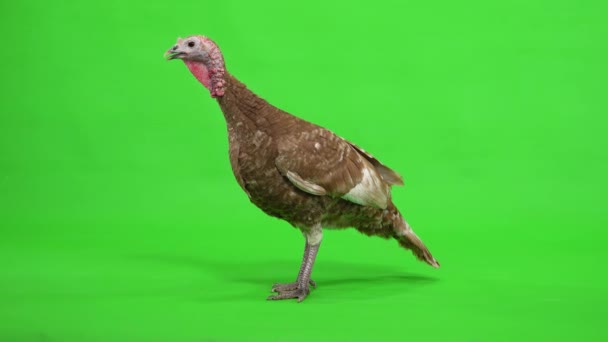 Θηλυκή Γαλοπούλα Στέκεται Στο Προφίλ Στην Πράσινη Οθόνη Στούντιο — Αρχείο Βίντεο