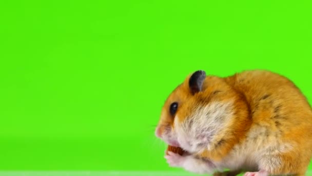 Hamster Syrian Memasukkan Kernel Almond Dalam Mulutnya Layar Hijau Studio — Stok Video