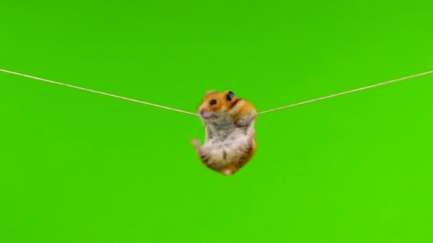 Hamster Syrian Melompat Pada Tali Tergantung Pada Tali Dan Jatuh — Stok Video
