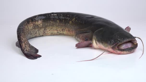 Live River Catfish Weighing Lies Opens Its Mouth White Screen — Stock Video