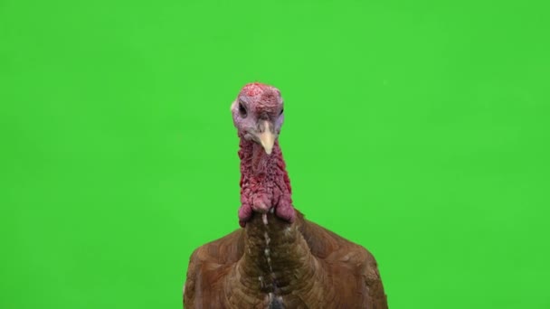 Retrato Pavo Macho Pantalla Verde Estudio — Vídeo de stock